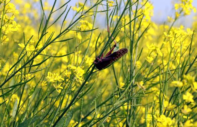 A view of locusts in mustard fields in a village in Fazilka district. (ht file photo) A view of locusts in mustard fields in a village in Fazilka district. (ht file photo)