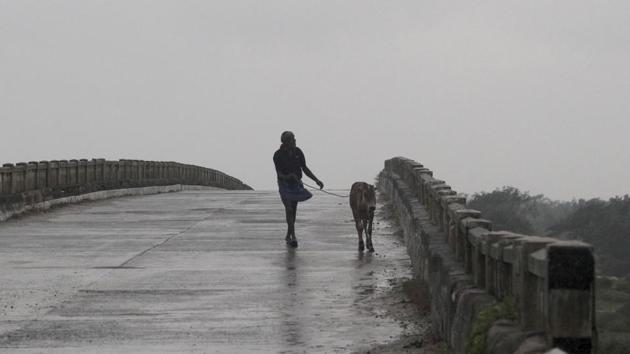 A man walks with a calf over a bridge in the rain at Bhadrak district, Odisha, on May 20. A storm surge, as high as five metres above the astronomical tide, will inundate the low-lying coastal areas in Bengal, according to IMD Director General Mrutyunjay Mohapatra. (AP)