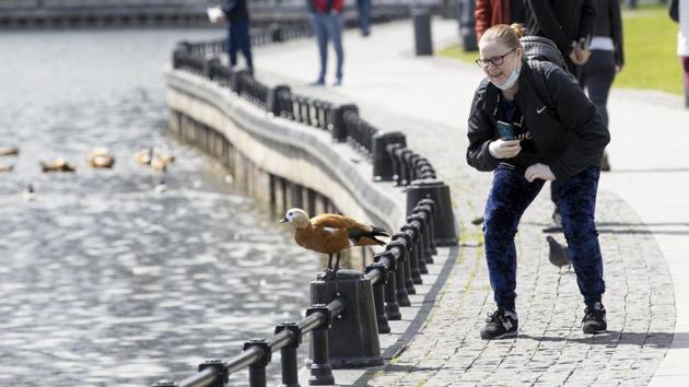 A woman tries to photograph a duck on a sunny day at the Ostankino Pond in Moscow on May 20. Russia has the second highest number of infections behind only the United States. (Alexander Zemlianichenko / AP)