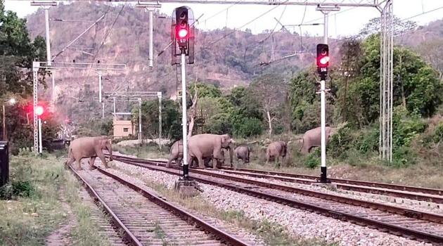 A herd of elephants crossing railway line track near Motichur-Raiwala stretch in Haridwar. (HT PHOTO) A herd of elephants crossing railway line track near Motichur-Raiwala stretch in Haridwar. (HT PHOTO)