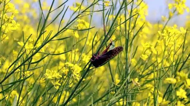 A view of locusts in mustard fields in a village in Fazilka district.(File photo)