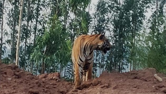 A video and pictures of the tiger sitting on a heap of mud adjacent to the road, closer to the Tiryani forests, went viral on social media.(HT photo)