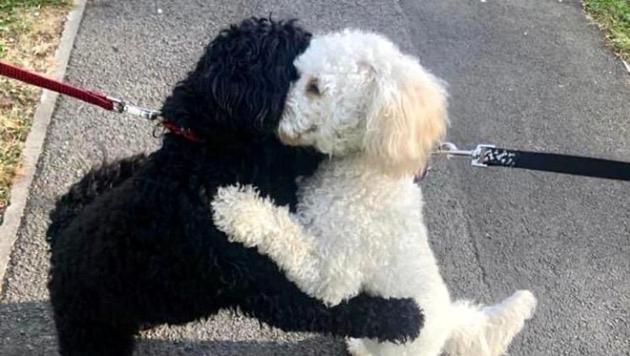 The image shows the two dogs hugging each other. (Twitter/@libpincher) The image shows the two dogs hugging each other. (Twitter/@libpincher)