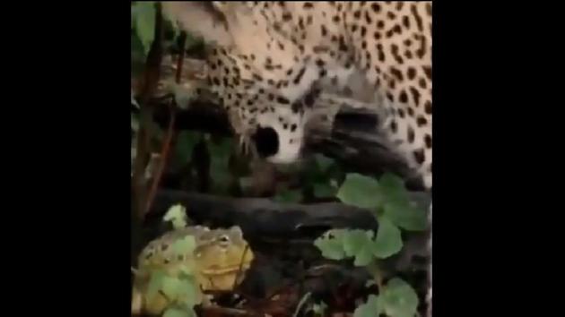 The image shows the frog and the leopard.(Twitter/@Susanta Nanda)