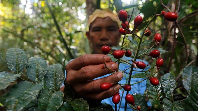 Satere-Mawe indigenous leader Valdiney Satere, 43, collects caferana, a native plant of the Amazon rainforest to treat people showing symptoms of the coronavirus in his community Wakiru, a rural area in the Brazil’s Amazonas state, on May 17. Indigenous healers in the tribe have turned to age-old wisdom in fighting the pandemic. (Ricardo Oliveira / AFP)