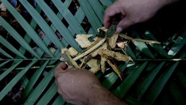 Andre Satere collects carapanauba, a native plant of the Amazon rainforest used as a medicinal herb to treat people showing symptoms of the coronavirus. “We’ve each used the knowledge handed down to us to gather treatments and test them, using each one against a different symptom of the disease,” Andre said. (Ricardo Oliveira / AFP)
