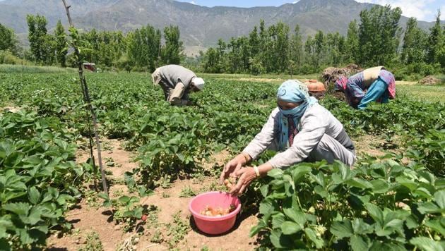 Farmers harvesting strawberries at a farm in Gassu on the outskirts of Srinagar, Jammu and Kashmir, India on Tuesday, May 12, 2020. (Photo: Waseem Andrabi / Hindustan Times) Farmers harvesting strawberries at a farm in Gassu on the outskirts of Srinagar, Jammu and Kashmir, India on Tuesday, May 12, 2020. (Photo: Waseem Andrabi / Hindustan Times)