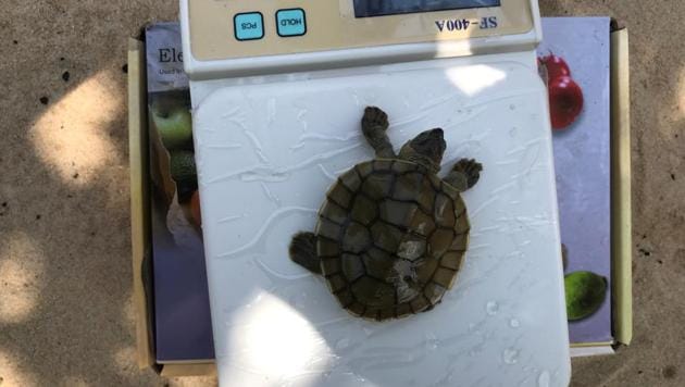 A turtle stands on a scale as he is being weighted at Chheuteal Beach, where over twenty rare Royal Turtles have hatched thanks to conservation efforts to stop sand dredging.(REUTERS)