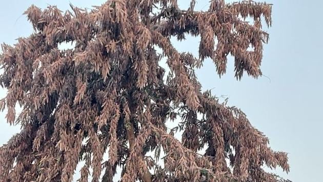 Chemicals and water spray is being used to kill locusts when they settle down on trees as seen here in the picture. (Sourced Photo) Chemicals and water spray is being used to kill locusts when they settle down on trees as seen here in the picture. (Sourced Photo)