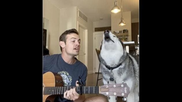 This video was posted on Kovu the signing husky’s Instagram account. (Instagram/@kovu.sings) This video was posted on Kovu the signing husky’s Instagram account. (Instagram/@kovu.sings)
