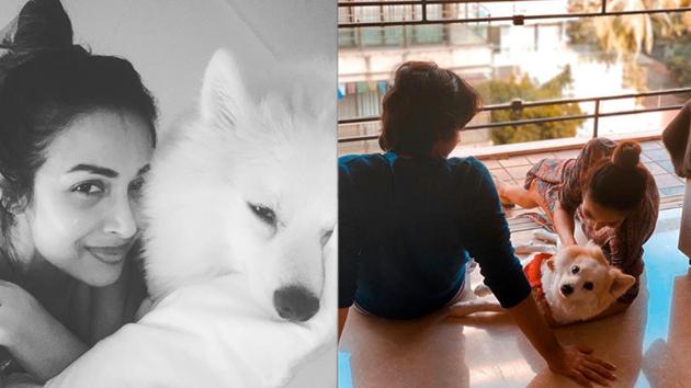 Malaika Arora has shared a new picture with son Arhaan Khan and dog Casper.