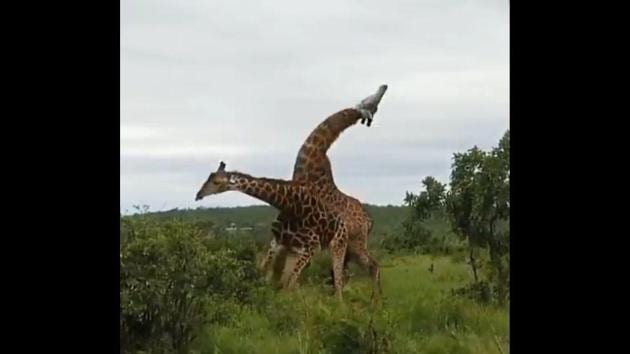 The image shows the two giraffes engaged in a fight.(Screengrab)