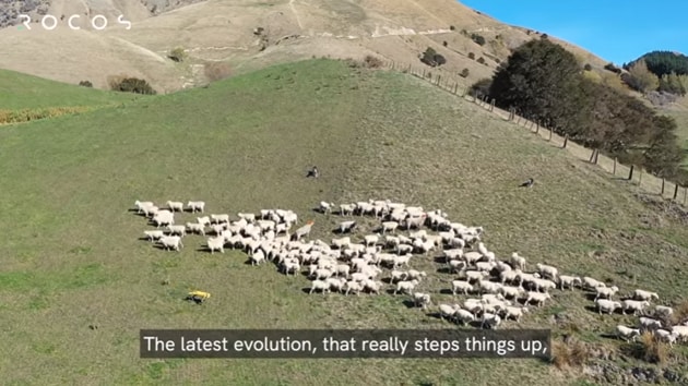 The image shows the robot dog named Spot herding sheep.(YouTube/ Rocos - Robot Operations Platform)