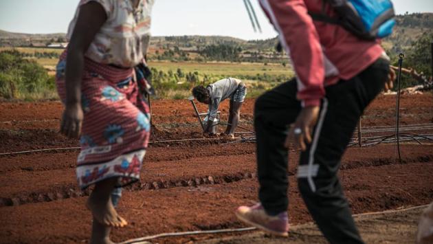 BIONEXX employees set up a nursery to develop Artemisia annua seedlings that will be sold to local farmers who would like to grow this plant. A drink made from this bright-green fern-like plant is being promoted in African countries as the go-to cure for COVID-19. (Rijasolo / AFP)
