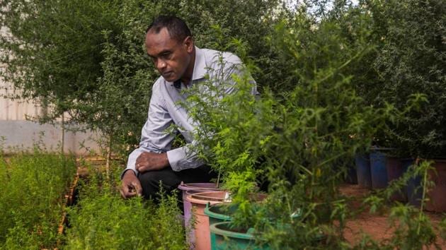 Rasamiharimanana Solofo, an agricultural engineer and researcher with BIONEXX inspects plants of artemisia annua growing in greenhouses for transformation. Artemisia annua has a long history in its native China, where scientists discovered an active ingredient that made the plant a front-line weapon in the fight against malaria. (Rijasolo / AFP)
