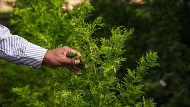 Plants of Artemisia annua belonging to the company BIONEXX are being grown and transformed in a greenhouse for experimentation, in Faharetana, Antananarivo. Artemisia enjoys a loyal following in Africa where many view it as the go-to cure for coronavirus disease (COVID-19). Madagascar President Andry Rajoelina is the promoter-in-chief of the substance that is being marketed as Covid-Organics in the form of an infusion. (Rijasolo / AFP)