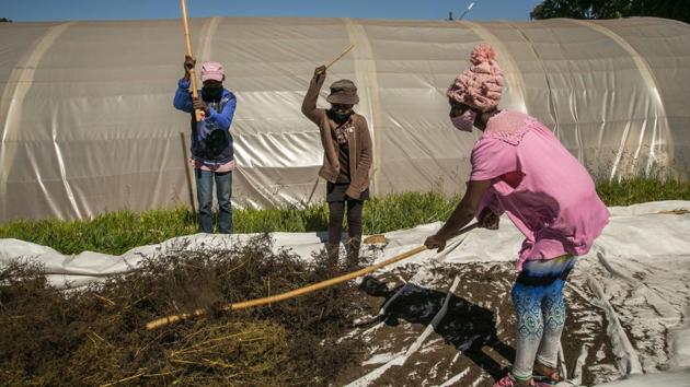 Ravoarimalala Marie Sandrine (R), 18, a day worker with BIONEXX, and her colleagues beats dried artemisia annua to harvest the seeds. The substance has proven effectiveness against malaria, but no clinical trials have tested it against COVID-19, either as a cure or as a preventative. Detractors, with undisguised scorn, dismiss it as a magic potion that is at best useless. (Rijasolo / AFP)