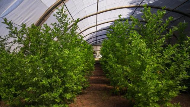 Artemisia annua plants by BIONEXX being grown in greenhouses for transformation. Bionexx is working to develop a hybrid to maximise the strength and effectiveness of wild Artemisia annua, with researcher Solofo Rasamiharimanana estimating that the quest could take four years. (Rijasolo / AFP)