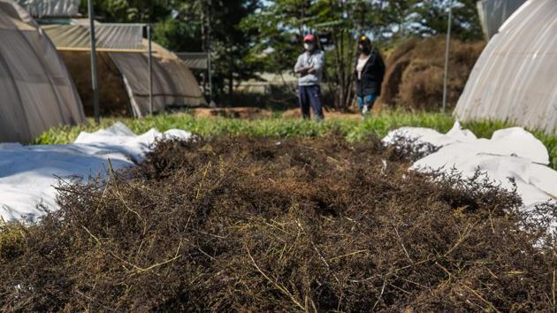 Dried artemisia annua is seen from which seeds will be collected. “We would be very proud if a solution in this war against COVID-19 comes from an African country,” said John Nkengasong, head of the Gabon-based Africa CDC. “But we must be methodical before approving such a remedy.” (Rijasolo / AFP)