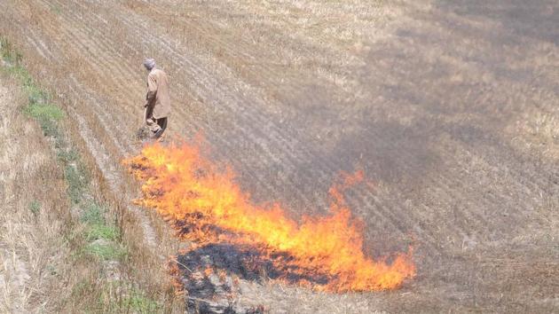 In Punjab, wheat stubble is used to make dry fooder for cattle, and farmers burn only the leftover roots. These roots can be easily mixed in the soil, but some farmers find it easier to burn it to clear it. (HT File Photo) In Punjab, wheat stubble is used to make dry fooder for cattle, and farmers burn only the leftover roots. These roots can be easily mixed in the soil, but some farmers find it easier to burn it to clear it. (HT File Photo)
