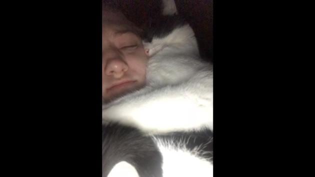 The image shows the cat with its human. (Reddit/@Shmeggz) The image shows the cat with its human. (Reddit/@Shmeggz)