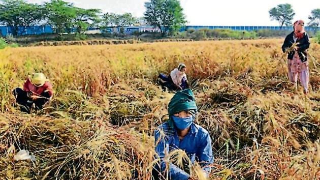 Farm workers harvest wheat crop near Najafgarh in New Delhi on April 16.(Vipin Kumar/HT PHOTO)