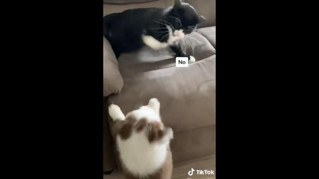 The image shows the cat and the dog. (TikTok/@tammyywhite) The image shows the cat and the dog. (TikTok/@tammyywhite)