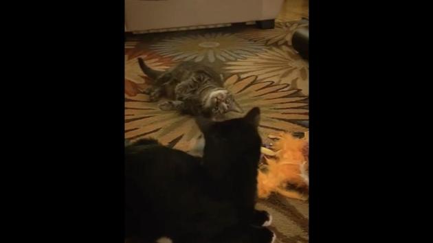The image shows two cats lying on the floor. (Reddit/@Pedrica1) The image shows two cats lying on the floor. (Reddit/@Pedrica1)