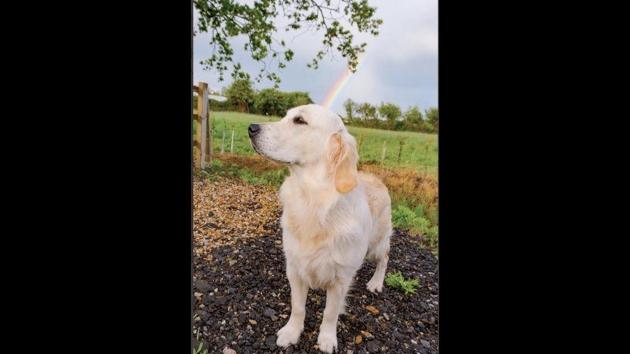 The image shows the dog named Kosi. (Credit: Twitter/@dog_rates) The image shows the dog named Kosi. (Credit: Twitter/@dog_rates)