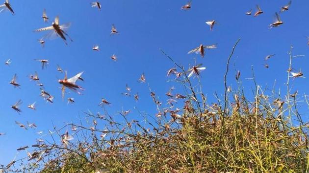 Locust invasion is expected to be more intense this year.(HT photo)