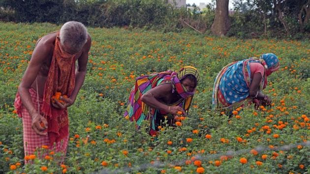 Farmers plucking marigold flowers to sell during nation-wide lockdown to curb the spread of coronavirus in the outskirts of Bhubaneswar on Wednesday.(ANI) Farmers plucking marigold flowers to sell during nation-wide lockdown to curb the spread of coronavirus in the outskirts of Bhubaneswar on Wednesday.(ANI)