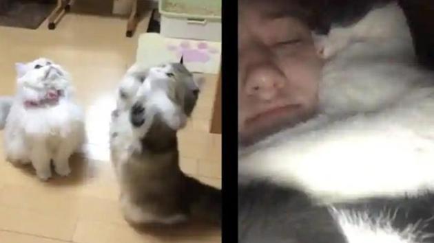 The cat videos have won people over. (Screengrab) The cat videos have won people over. (Screengrab)