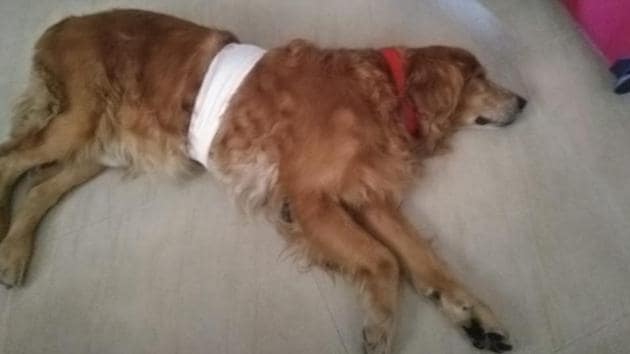 Recently in Sangvi, a nine-year-old golden retriever was found with a note around his neck where his (dogs) details and Animal Rescue Trust’s number was written.(HT PHOTO)