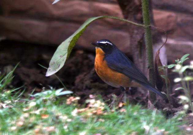 A migratory Indian Blue robin in a Mohali lawn. (Photo by Shruti Sunny) A migratory Indian Blue robin in a Mohali lawn. (Photo by Shruti Sunny)