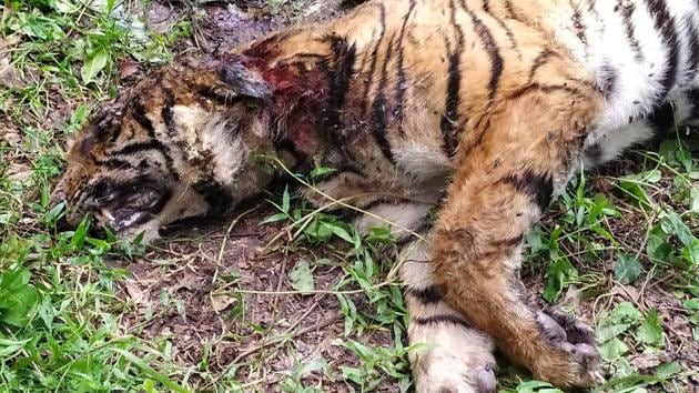 The carcass of the two-year-old tiger was found inside the Kaziranga National Park on Friday. (HT Photo) The carcass of the two-year-old tiger was found inside the Kaziranga National Park on Friday. (HT Photo)