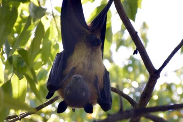 The bats couldn’t have died of bird flu, as the high temperatures being experienced currently is not conducive to the disease, said doctors.(HT Photo/Representative use)