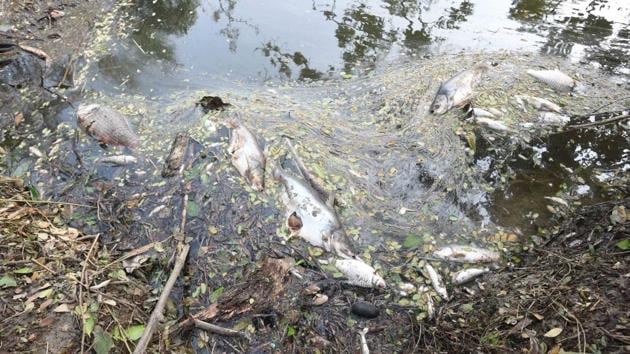 Dead fish after saline water was brought upstream due to Cyclone Amphan. West Bengal informed that there were major damages to agriculture, power and telecommunication facilities in cyclone affected areas. (Samir Jana / HT Photo) Dead fish after saline water was brought upstream due to Cyclone Amphan. West Bengal informed that there were major damages to agriculture, power and telecommunication facilities in cyclone affected areas. (Samir Jana / HT Photo)