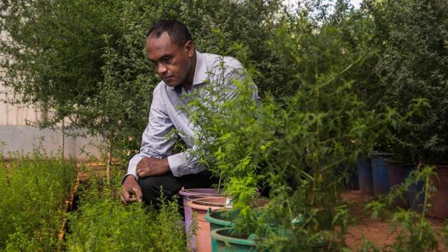 Rasamiharimanana Solofo, an agricultural engineer and researcher within the company BIONEXX, inspects plants of artemisia annua growing in greenhouses for transformation near the village of Faharetana, near Antananarivo.(AFP)