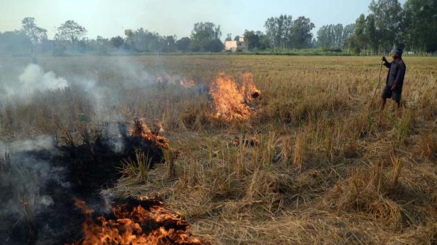 Stubble being burnt after harvesting of paddy in Jalandhar last year.(ANI/For representation only)