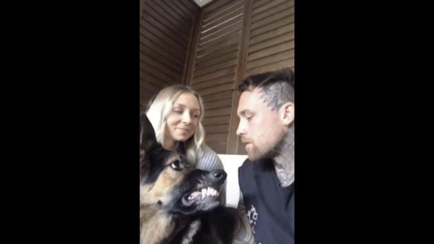 Wow, look at those fangs. (TikTok/mitchy.23) Wow, look at those fangs. (TikTok/mitchy.23)