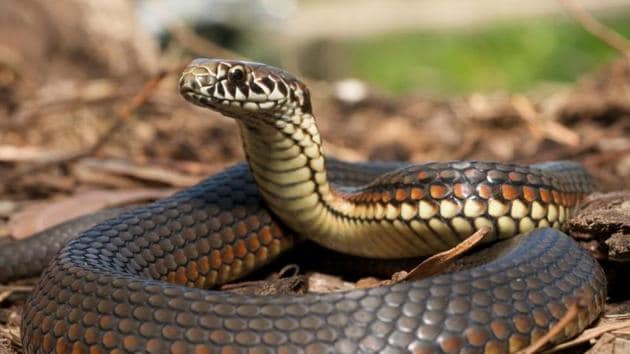 The police have arrested Sooraj, a resident of Adoor and a private bank employee, and Suresh P, a snake catcher who helped him in the crime.(Getty Images/ Representational image)