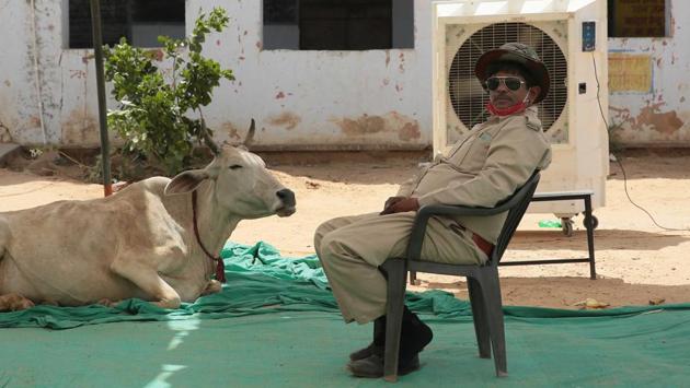 A bus driver and a cow rest next in front of an air cooler on a hot summer day in a shelter home for migrant workers in Kanota, Jaipur. The India Meteorological Department (IMD), on May 24, issued a red alert for heatwave conditions in Delhi, Haryana, Punjab, Uttar Pradesh and parts of Rajasthan where people have been experiencing blistering heat for days with temperatures soaring over 45 degrees Celsius. (Himanshu Vyas / HT Photo) A bus driver and a cow rest next in front of an air cooler on a hot summer day in a shelter home for migrant workers in Kanota, Jaipur. The India Meteorological Department (IMD), on May 24, issued a red alert for heatwave conditions in Delhi, Haryana, Punjab, Uttar Pradesh and parts of Rajasthan where people have been experiencing blistering heat for days with temperatures soaring over 45 degrees Celsius. (Himanshu Vyas / HT Photo)