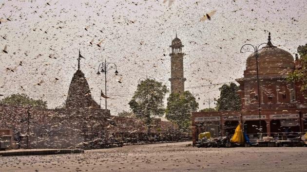 Swarms of locust in the walled city of Jaipur, Rajasthan on May 25, 2020. More than half of Rajasthan’s 33 districts are affected by invasion by these crop-munching insects.(PTI)