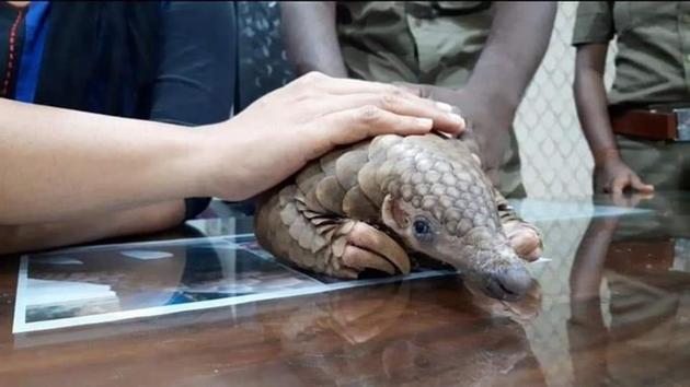 The pangolin was rescued from a quarantine centre in Odisha’s Cuttack though it not clear how the animal ended up there. (HT Photo) The pangolin was rescued from a quarantine centre in Odisha’s Cuttack though it not clear how the animal ended up there. (HT Photo)