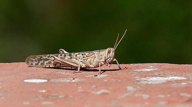 A closeup of a locust(Himanshu Vyas/ Hindustan Times)