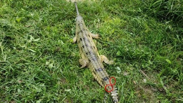 The scute marks in the tail of the Gharial helped identify it.(Twitter/@wti_org_india)