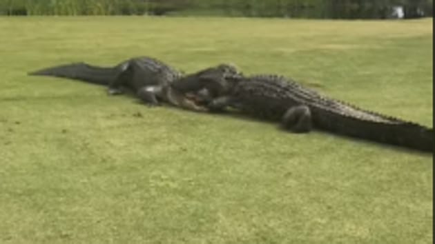 Alligators engage in fight on golf course, fascinating video captured ...