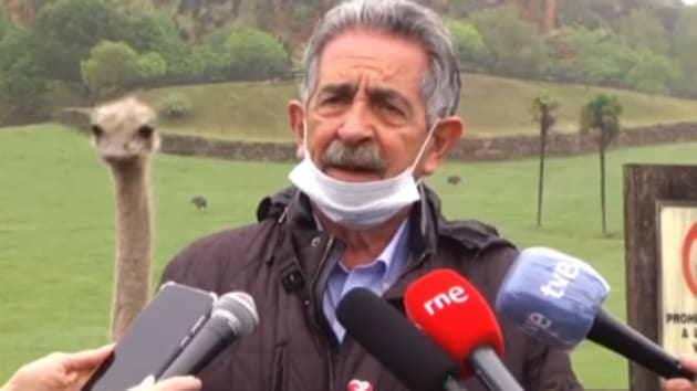 The image shows the ostrich peeking from behind the politician.(Facebook/Miguel Ángel Revilla)