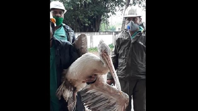 An American brown Pelican rescued by the Odisha Forest Department. (ANI) An American brown Pelican rescued by the Odisha Forest Department. (ANI)