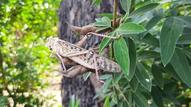 The locusts have invaded six talukas across three districts — Amravati, Wardha and Nagpur — in Vidarbha. (Ht Photo) The locusts have invaded six talukas across three districts — Amravati, Wardha and Nagpur — in Vidarbha. (Ht Photo)